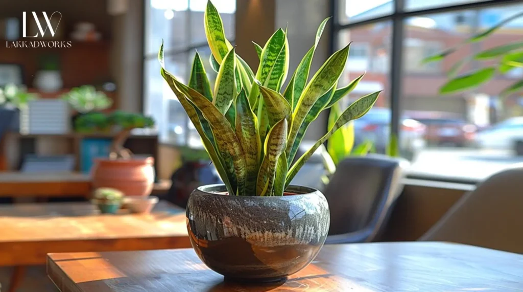 Snake Plant is Highly Adaptable